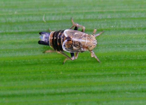 Dicranotropis hamata
